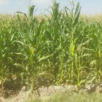 ذرت علوفه ای