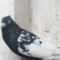 کبوتر بهبانی|پرنده|شیراز, شهرک مطهری|دیوار