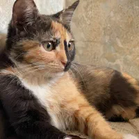 گربه واگزاری|گربه|میبد, |دیوار