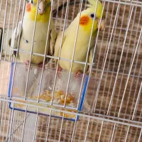 طوطی عروس هلندی