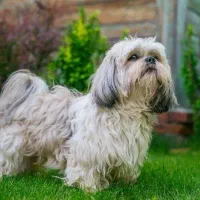 پت شیتزو تریر|سگ|تهران, قیطریه|دیوار