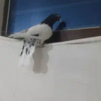 کبوتره کله سیاه نر|پرنده|بجنورد, |دیوار