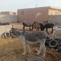 آخور.خر گله|حیوانات مزرعه|رفسنجان, |دیوار