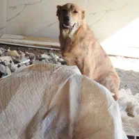 سگ نژاد دار نر|سگ|مشهد, کوی المهدی|دیوار