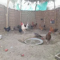 فروش تعدادی جوجه ومرغ و خروس|حیوانات مزرعه|بافت, |دیوار
