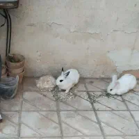 جفت خرگوش سالم و تمیز