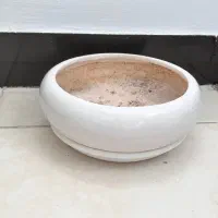 گلدان|گل و گیاه طبیعی|اهواز, کوی نفت|دیوار