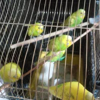 مرغ عشق دستی|پرنده|تهران, نیکنام|دیوار