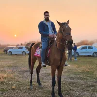 اسب نریان دره شوری|اسب و تجهیزات اسب‌سواری|ارومیه, |دیوار