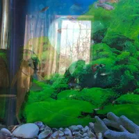 گوپی نژاد دار