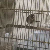 سهره نر جوجه سال تازه داره صاف میکنه|پرنده|فسا, |دیوار