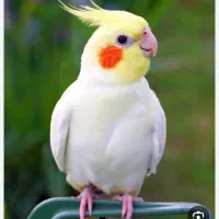 فروش یامعاوضه تعدادی عروس هلندی