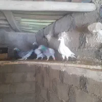 کفتر آلمانی|پرنده|مشهد, شهرک بهارستان|دیوار