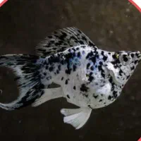 ماهی گیاهخوار|ماهی|ایذه, |دیوار