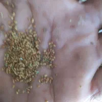 فروش بذر یونجه بودجاری شده