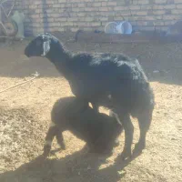 گوسفندمیس|حیوانات مزرعه|سلطانیه, |دیوار