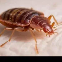 سمپاشی سم پاشی ساس سوسک با ضمانت ٪100