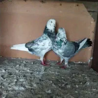 کبوتر سرور گرفته شده|پرنده|رشت, فلسطین|دیوار
