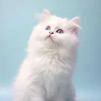 واگذاری گربه ترک پرشین