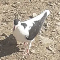 فروش کبوترخال امری وخال  سرخ وچپ مشکی دونه ۳۰۰