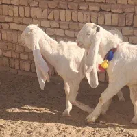 بزغاله گلابی اصل