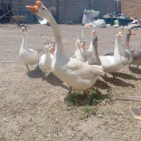 12عدد،غاز،دورکه،سالم،