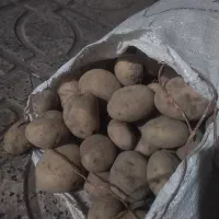 سیب‌زمینی سرولایت مغزسفیدسالم دست چین