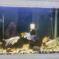 ماهی کوی|ماهی|تهران, کیانشهر|دیوار