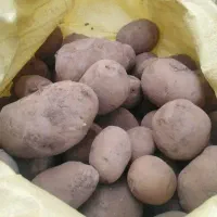 سیب زمینی رخ بذری