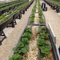 تهاتر یا فروش گلخانه ارگانیک در منطقه دشمن زیاری|گل و گیاه طبیعی|دشمن زیاری, |دیوار