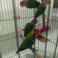 طوطی برزیلی|پرنده|ملارد, |دیوار