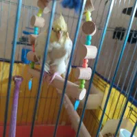 عروس هلندی لوتینو