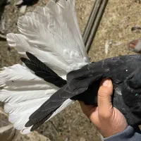 دم سفید هفترنگ خطی قفس جفتگاه چپ خوشرنگ|پرنده|قزوین, |دیوار