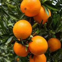 فروش پرتقال تامسون و محلی