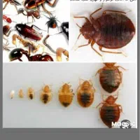 سمپاشی و موریانه زدایی با ضمانت کتبی (محمد حسینی )