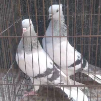 شامی دمسفید