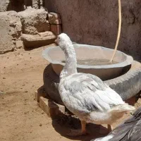 غاز|حیوانات مزرعه|نیشابور, فضل|دیوار