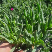 گل ناز گوشتی باغچه ای آپارتمانی،رزماری شمشاد،ترون|گل و گیاه طبیعی|تهران, افسریه شمالی|دیوار