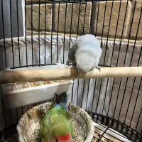 طوطی برزیلی