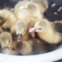 جوجه غاز محلی