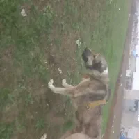 سگ گمشده|حیوانات|پارس‌آباد, |دیوار