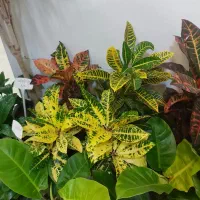 زاموفیلیا سوپر بلک سایز بزرگ|گل و گیاه طبیعی|اصفهان, سپاهانشهر|دیوار