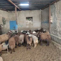 بره نر ماده گوشتی|حیوانات مزرعه|بوئین و میاندشت, |دیوار