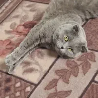 گربه اسکاتیش
