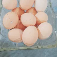 تخم مرغ|حیوانات مزرعه|سنگدوین, |دیوار