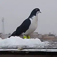 ساده سیا گمشده از دیروز