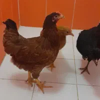 مرغ