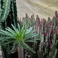 گلدان آپارتمانی