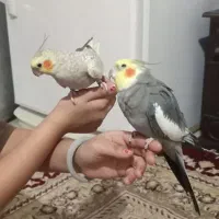 پرنده|پرنده|ایجرود, |دیوار