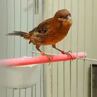 قناری جیبوس نرپرتغالی سرخ سهره رنگ همه بخون|پرنده|مشهد, گلشور|دیوار